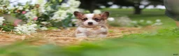 Welsh Corgi Pembroke dogs for sale: Myla - Ad 11