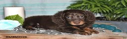 Miniature Dachshund dogs for sale: Cody - Ad 5