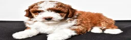 Miniature Poodle dogs for sale: Teddy - Ad 3