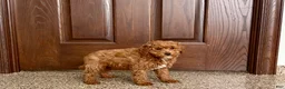 Cavapoo dogs for sale: Cavapoo F1b Male Puppy 2 - Ad 4