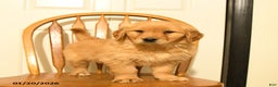 Golden Retriever dogs for sale: Bunny - Ad 1