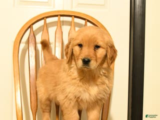 Golden Retriever dogs Bunny - Ad 25