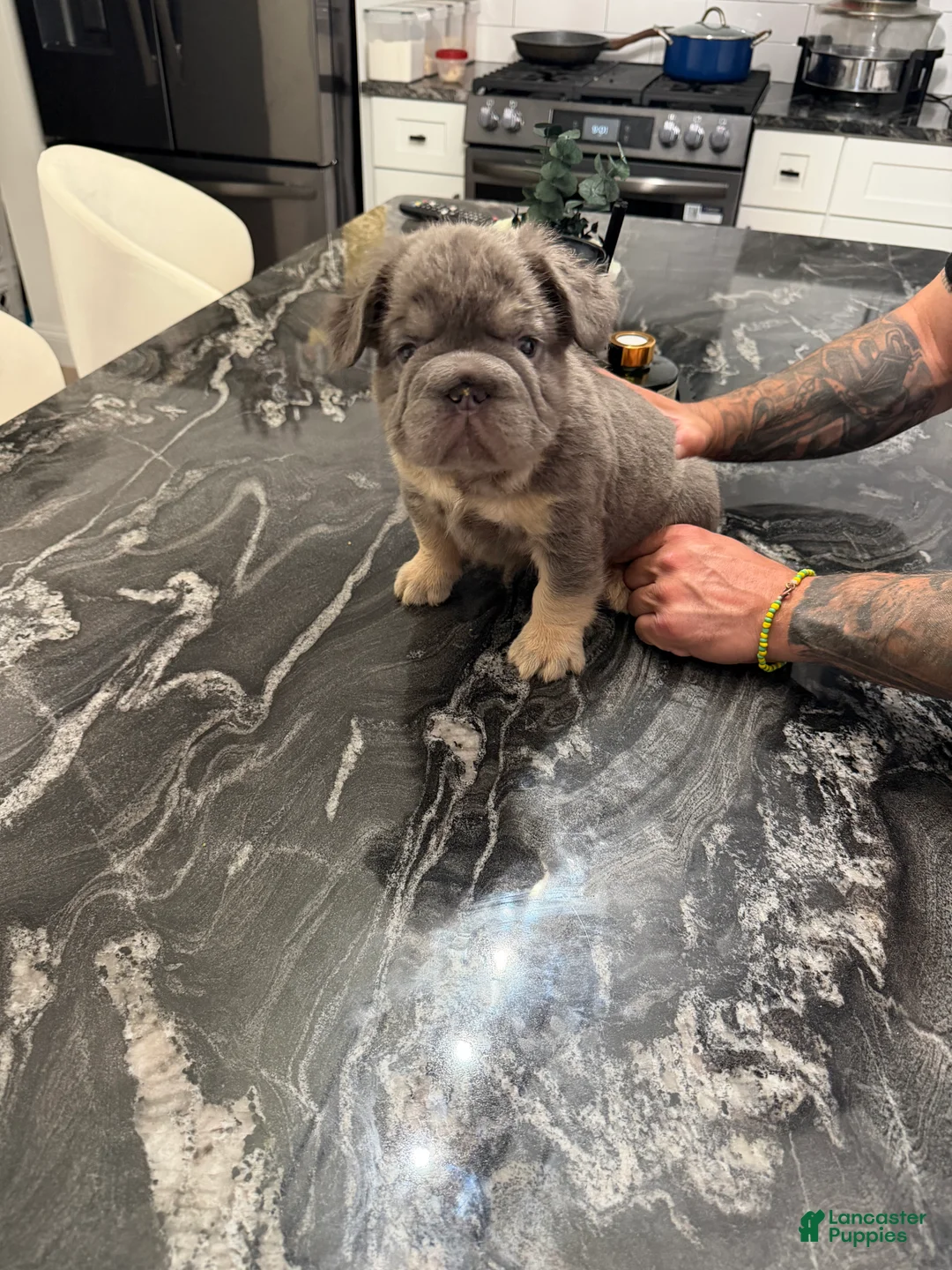 French Bulldog dogs for sale: Canon - Ad 1