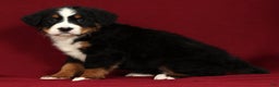 Bernese Mountain Dog dogs for sale: Claire - Ad 7