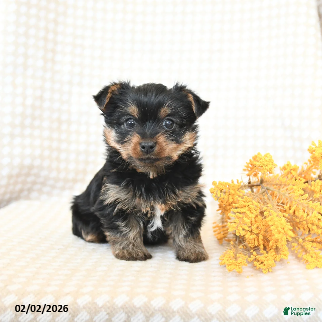 Yorkshire Terrier dogs for sale: Tucker - Ad 2