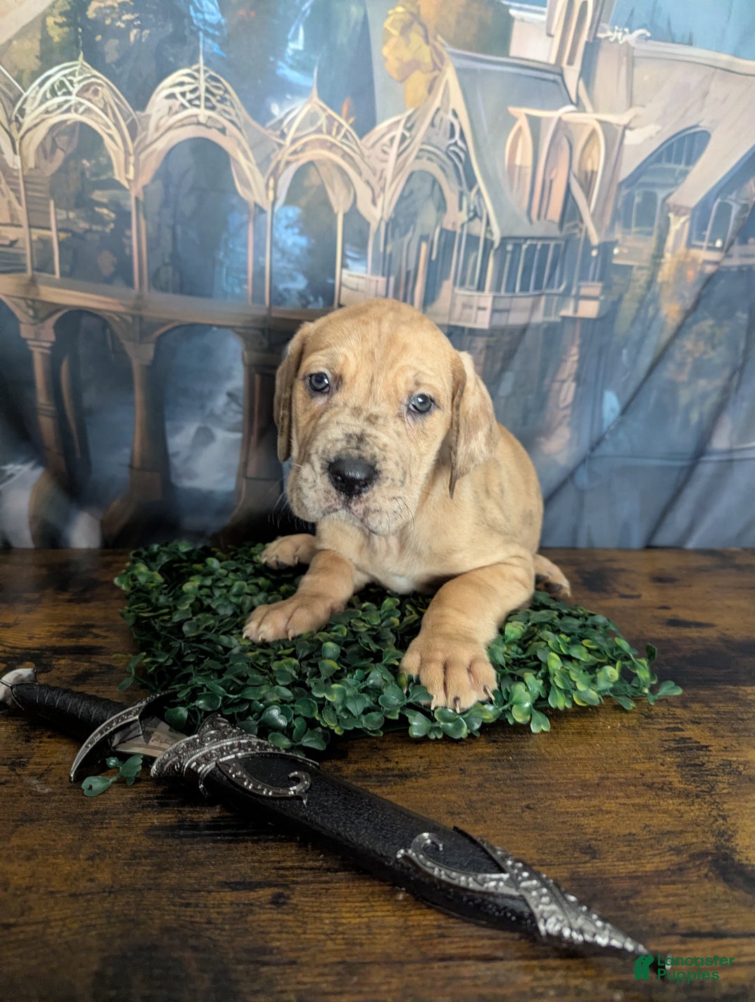 Great Dane dogs for sale: Èowyn Blue Brindle Merle Female Great Dane Puppy  - Ad 5