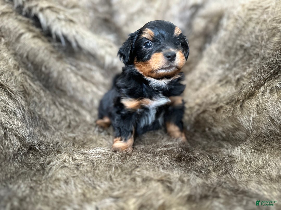 Shorkie dogs for sale: Luke - Ad 12