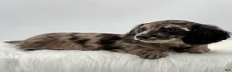 Dachshund dogs for sale: Zelda  - Ad 1