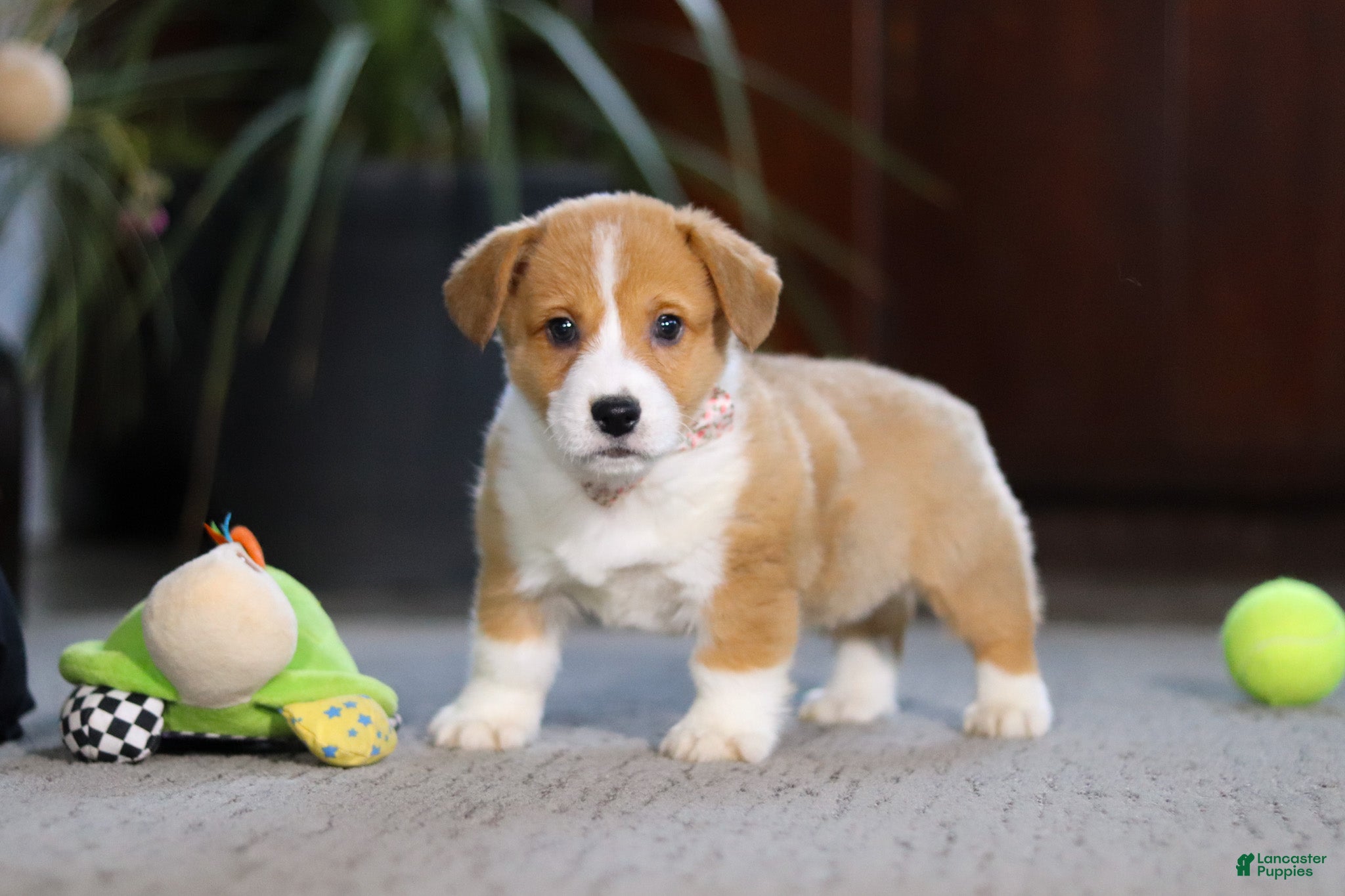 Welsh Corgi Pembroke dogs Hailey - Ad 26