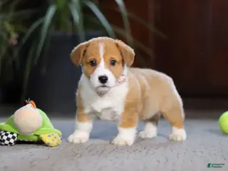 Welsh Corgi Pembroke dogs Hailey - Ad 37