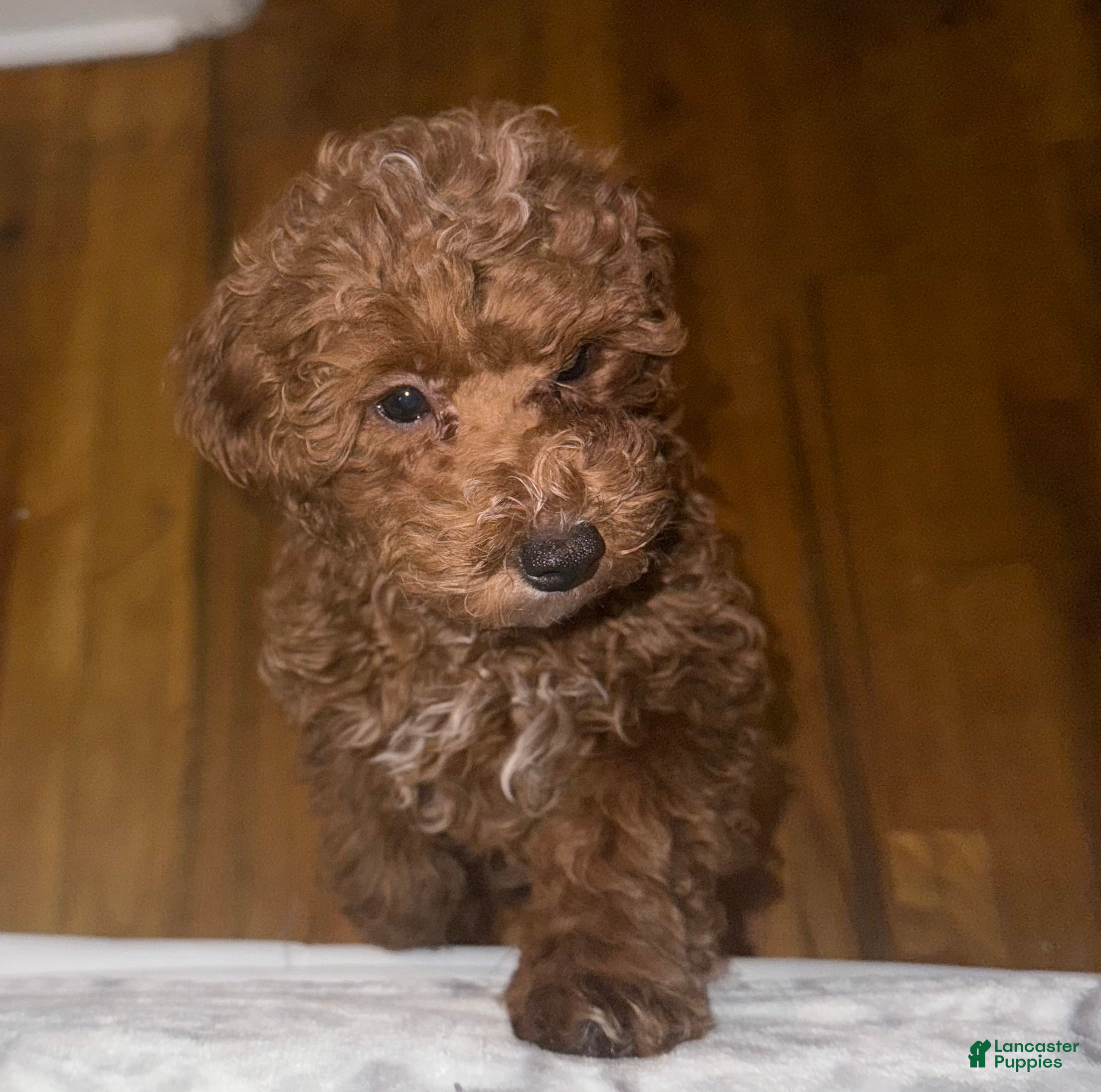 Toy Poodle dogs Toy Poodle Puppy 2 - Ad 9