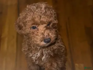 Toy Poodle dogs Toy Poodle Puppy 2 - Ad 9