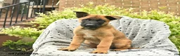 Belgian Malinois dogs for sale: Tigger - Ad 2