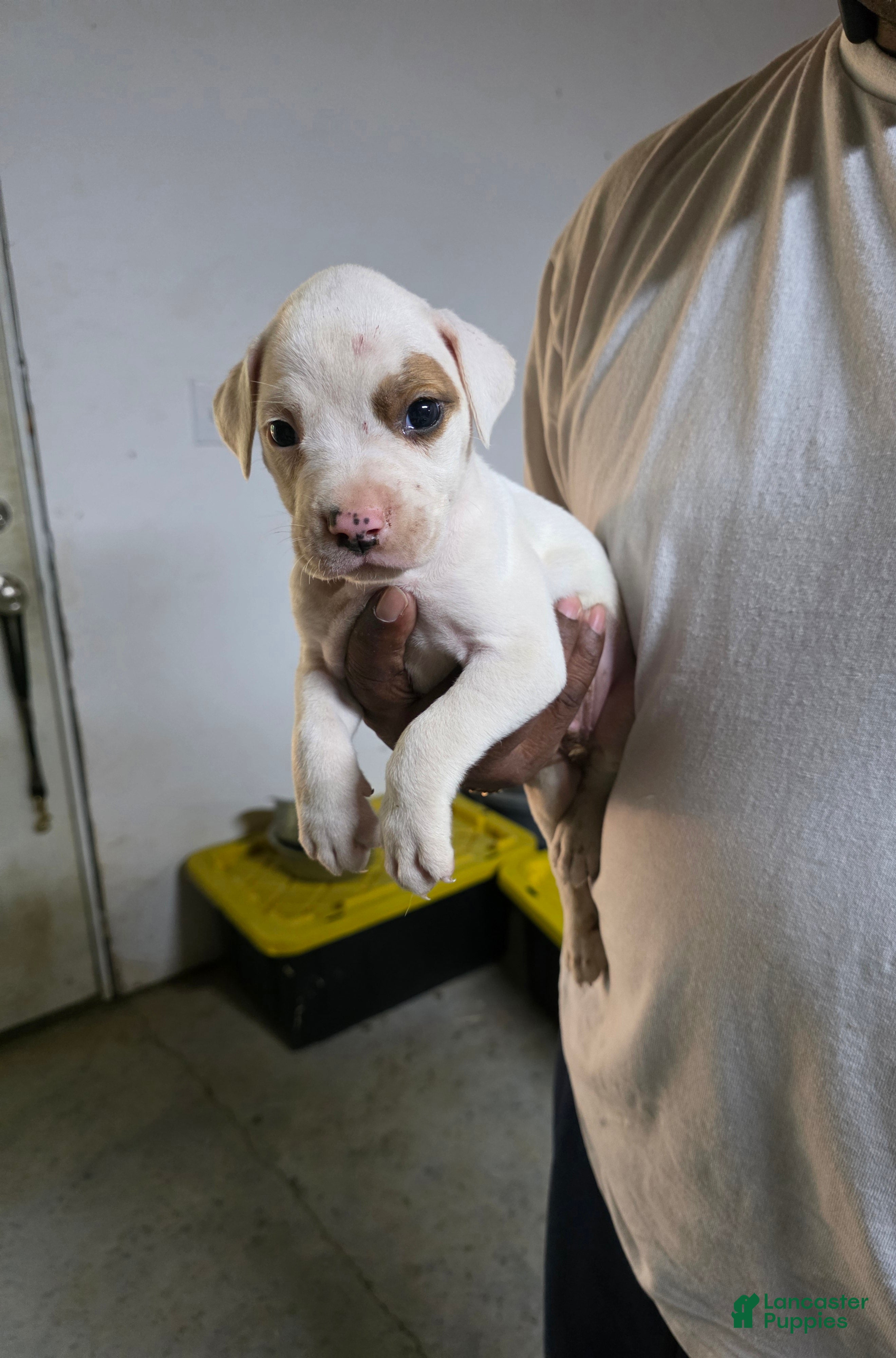 American Bulldog dogs American Bulldog 7 - Ad 25