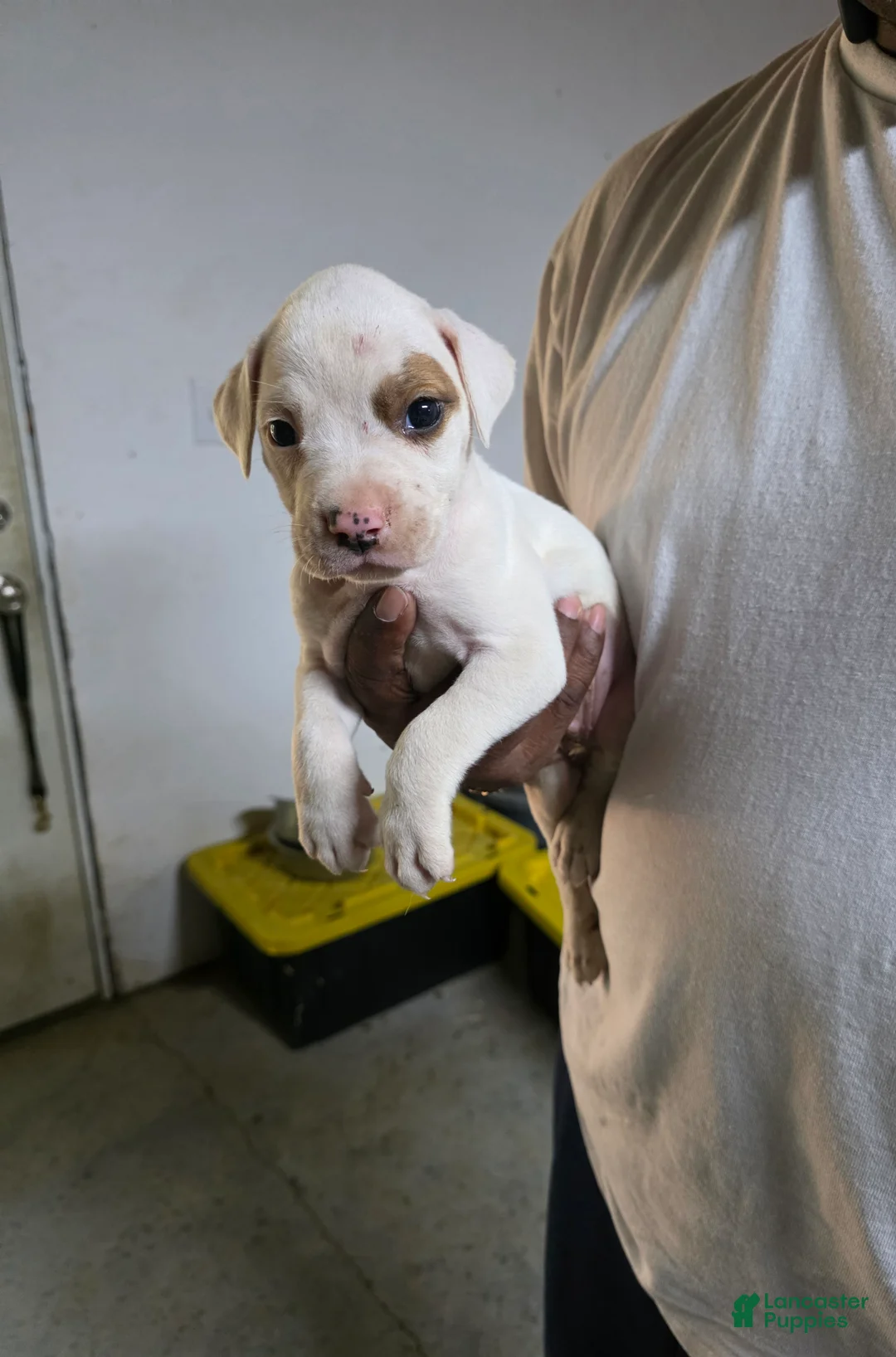 American Bulldog dogs for sale: American Bulldog 7 - Ad 1
