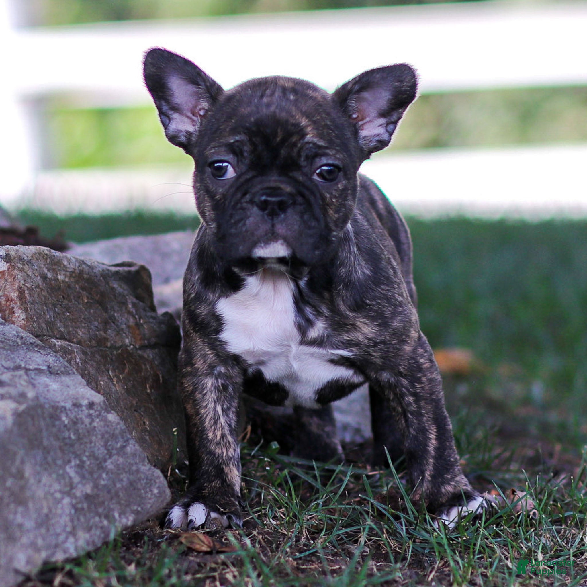 Brindle Frenchie With Blue Eyes Willow” Blue And White Brindle