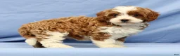 Cavapoo dogs for sale: Emerald - Ad 6