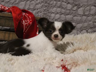 Chihuahua dogs Chocolate Chip - Ad 11