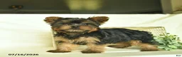 Yorkshire Terrier dogs for sale: Kaper  - Ad 1