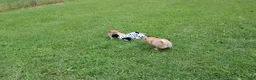 Shiba Inu dogs for sale: Chili - Ad 17