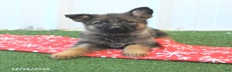 German Shepherd dogs for sale: Hudson - Ad 2