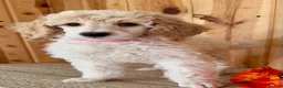 Standard Poodle dogs for sale: Lucy - Ad 7