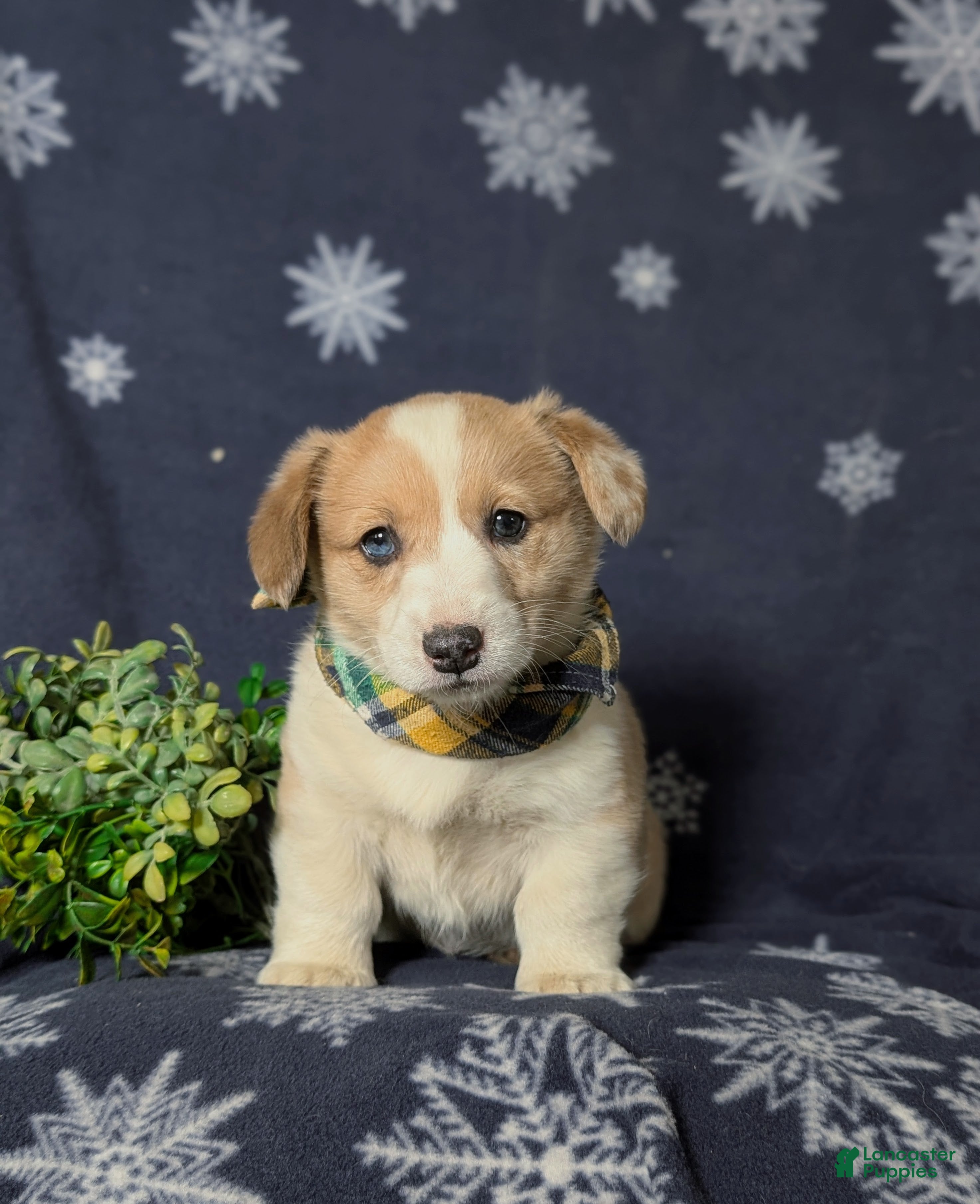 Welsh Corgi Pembroke dogs Geoffrey - Ad 2