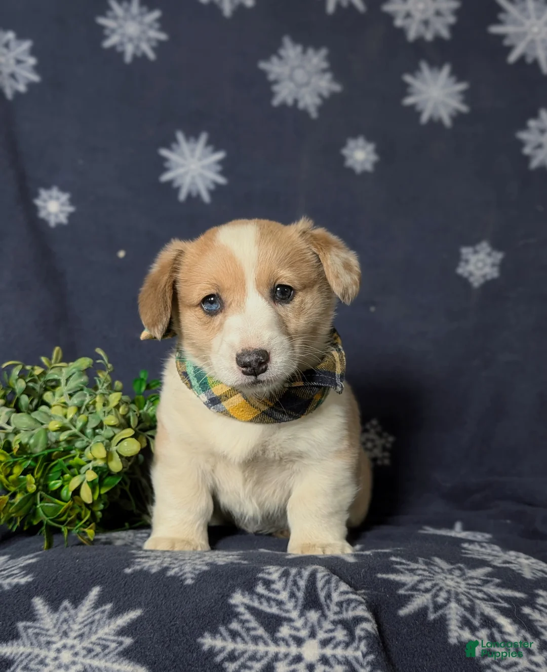 Welsh Corgi Pembroke dogs for sale: Geoffrey - Ad 2