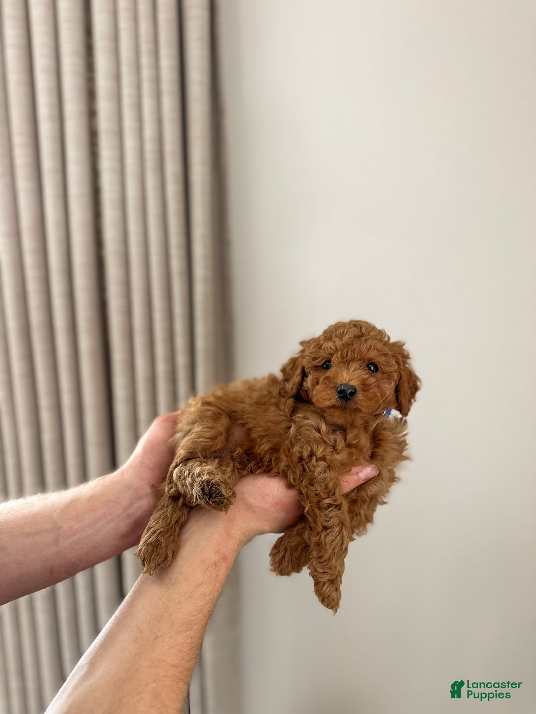 Mini Goldendoodle dogs for sale: Brookes - Ad 4