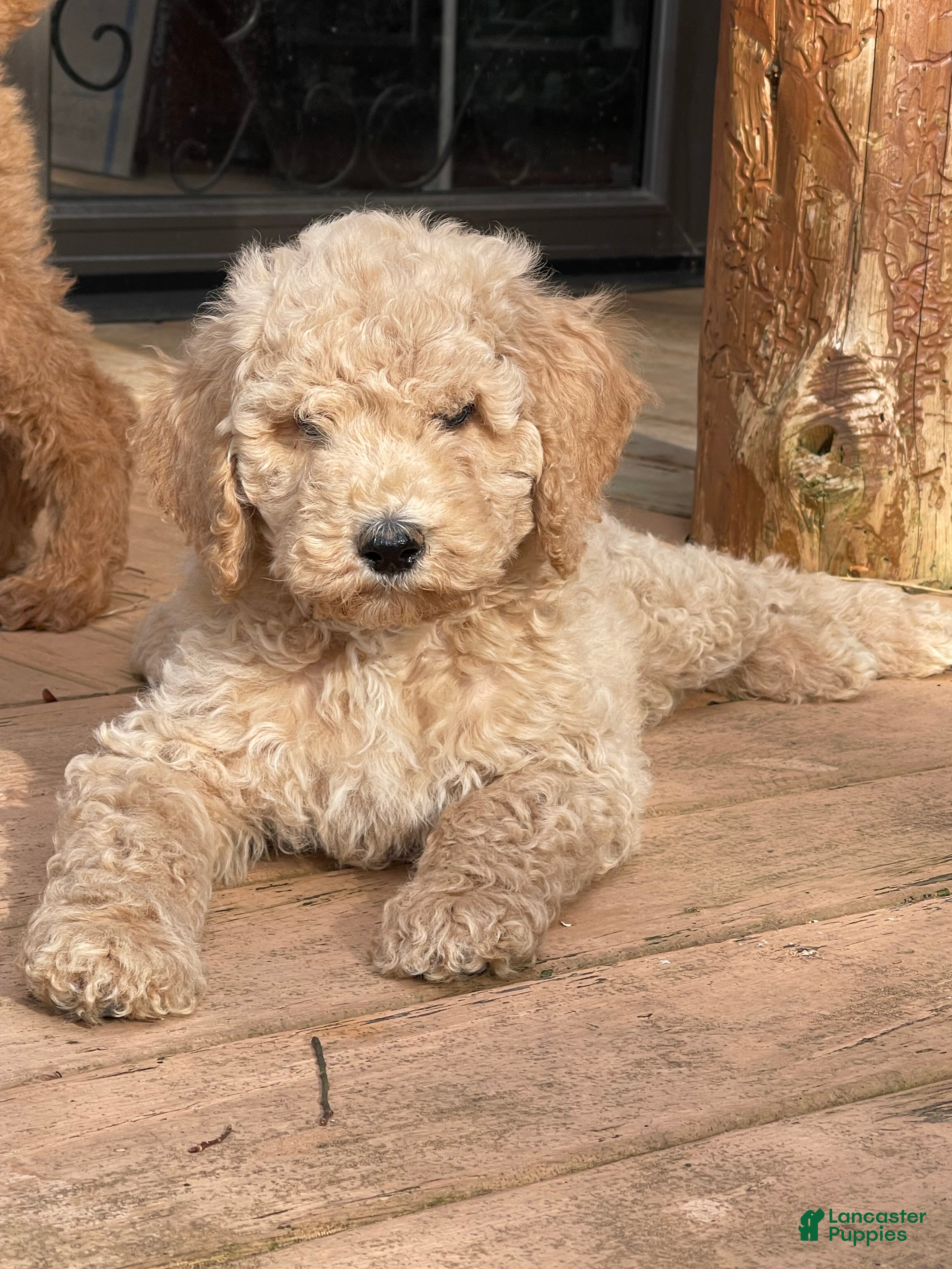Goldendoodle dogs “Tinsel” CKC Goldendoodle Male 🐶 parents dna/health tested clear  - Ad 34