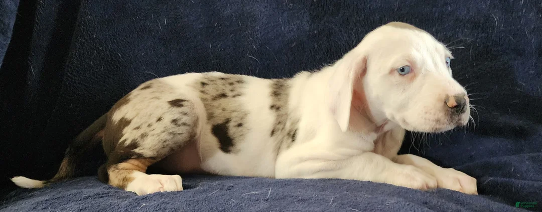 Catahoula Leopard Dog dogs for sale: Gabby F2025 M1 - Ad 18