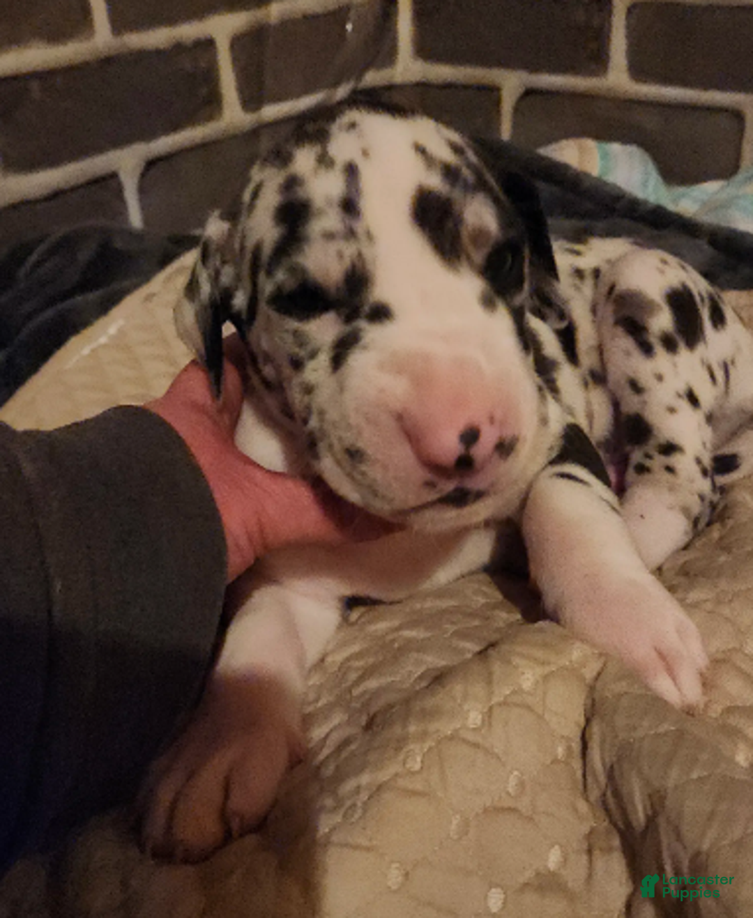 Great Dane dogs for sale: CH European Harl #1 - Ad 6