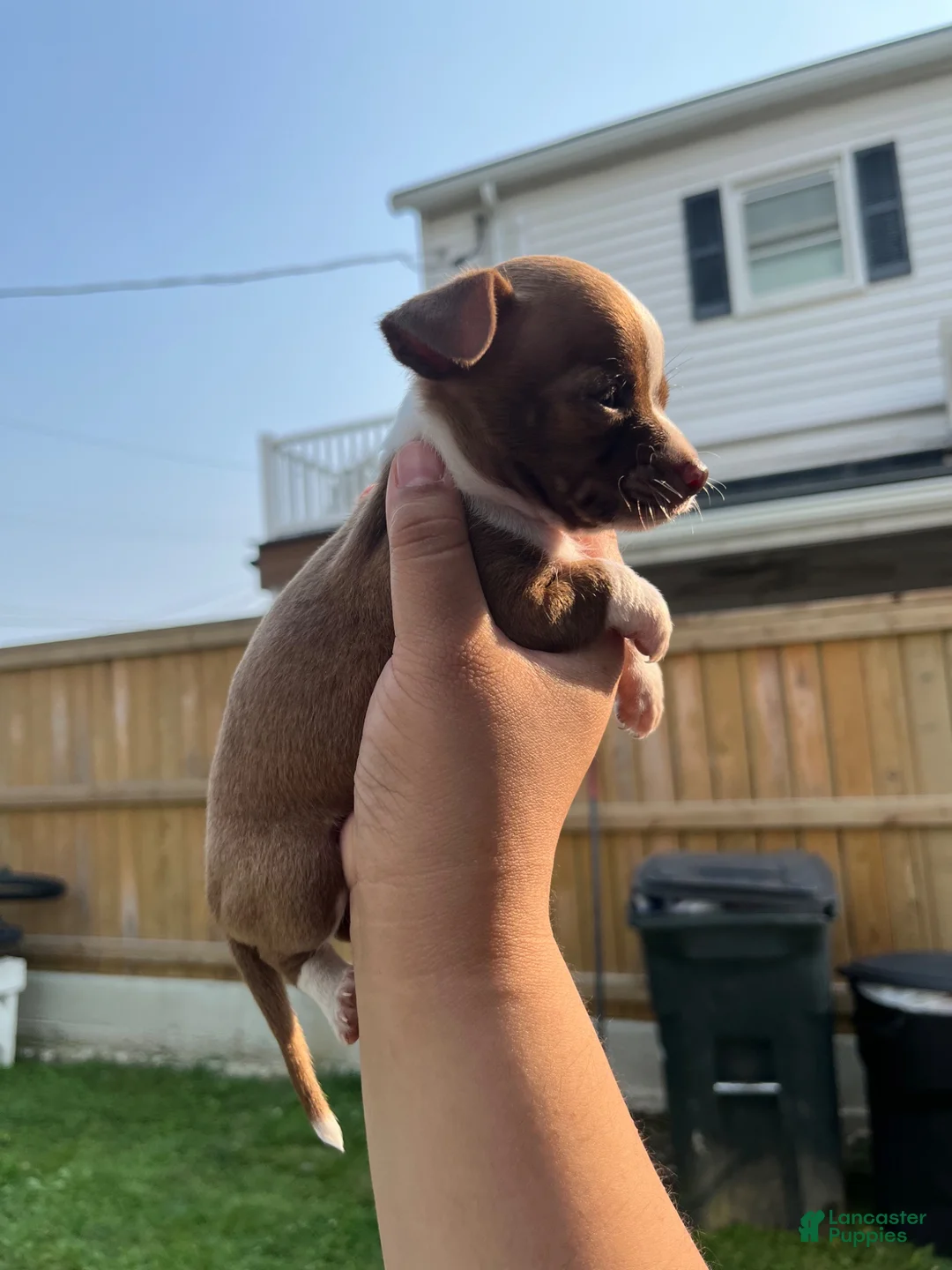 Chihuahua dogs for sale: Chihuahua 1 - Ad 2