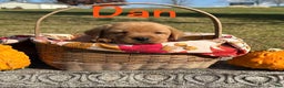 Labrador Retriever dogs for sale: Dan - Ad 2