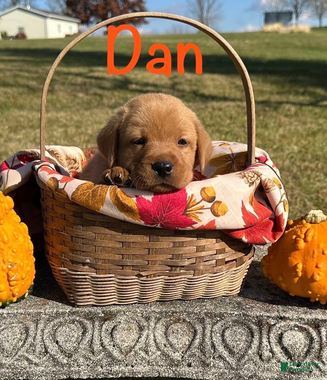 Labrador Retriever dogs for sale: Dan - Ad 2