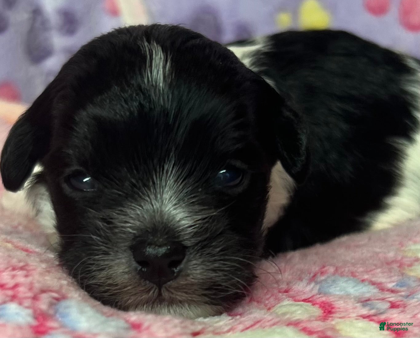 Havanese dogs Zoey  - Ad 1