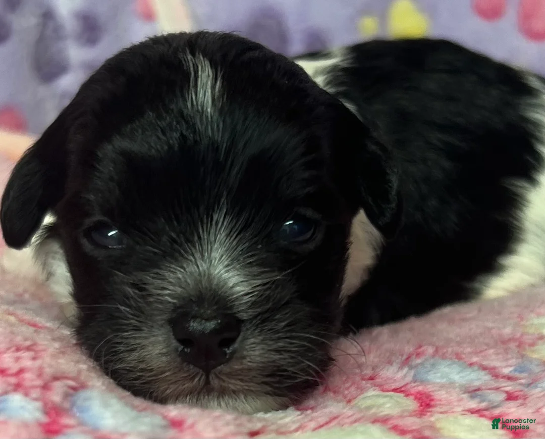 Havanese dogs for sale: Zoey  - Ad 1