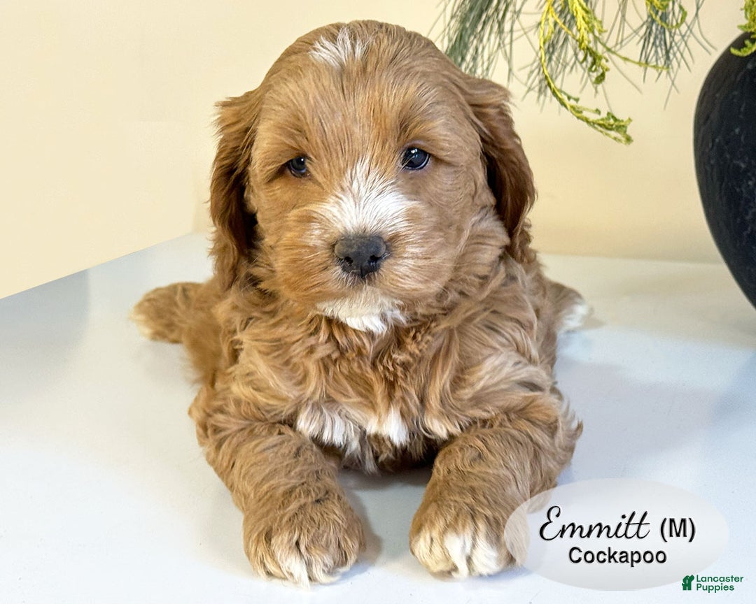 Cockapoo dogs for sale: Emmett - Ad 4