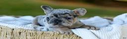 French Bulldog dogs for sale: Darla - Blue Merle - Ad 11