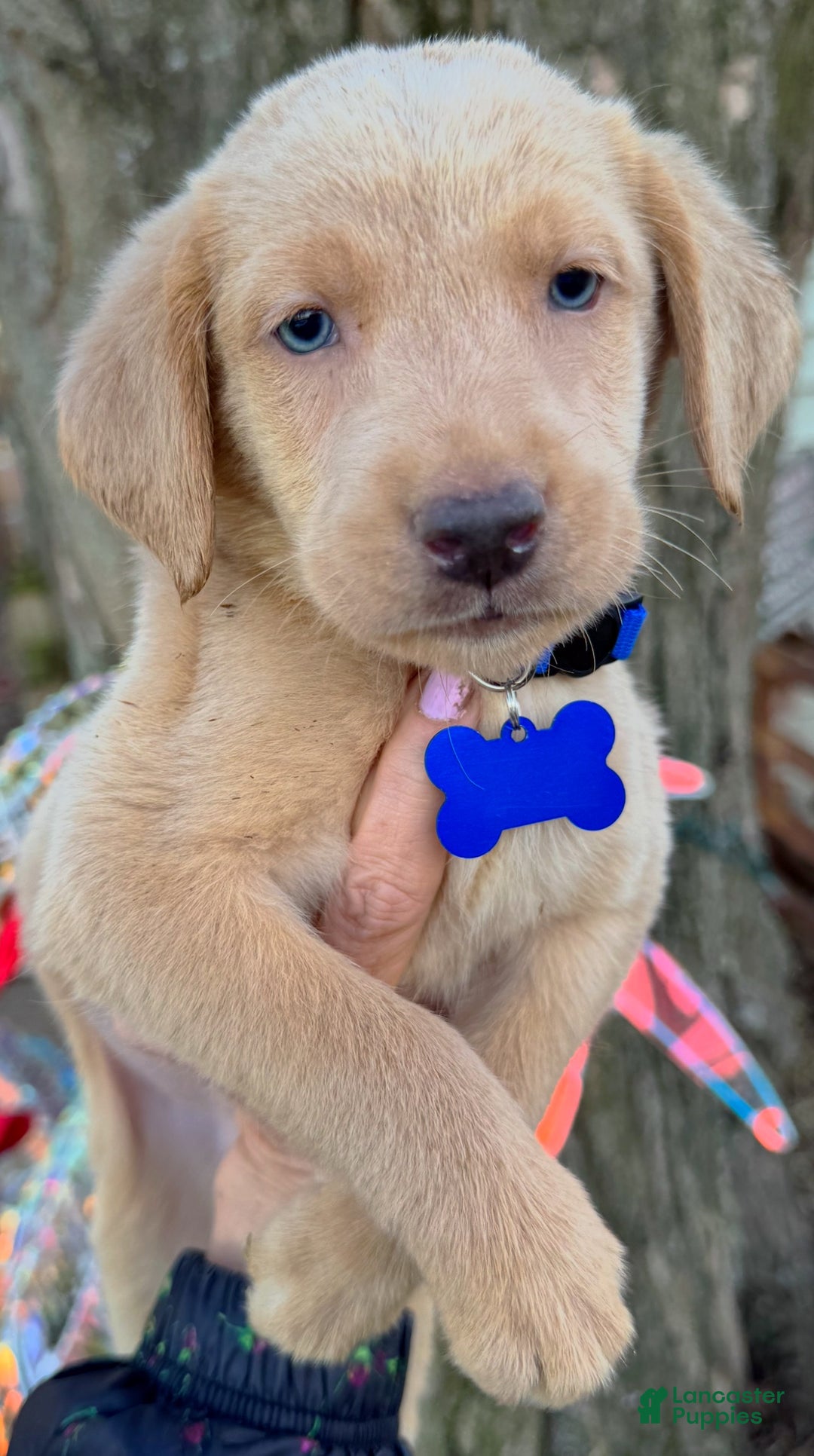 Labrador Retriever dogs for sale: Labrador Retriever Puppy 2 - Ad 16