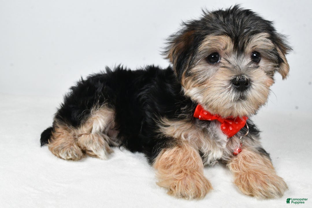 Morkie dogs for sale: Victor - Ad 3