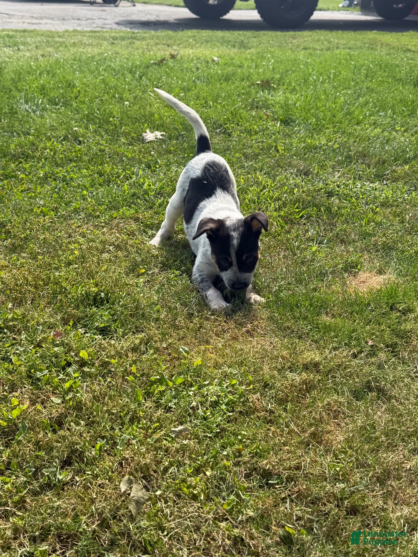 Mixed Breed dogs Blue Heeler/ Husky  - Ad 9
