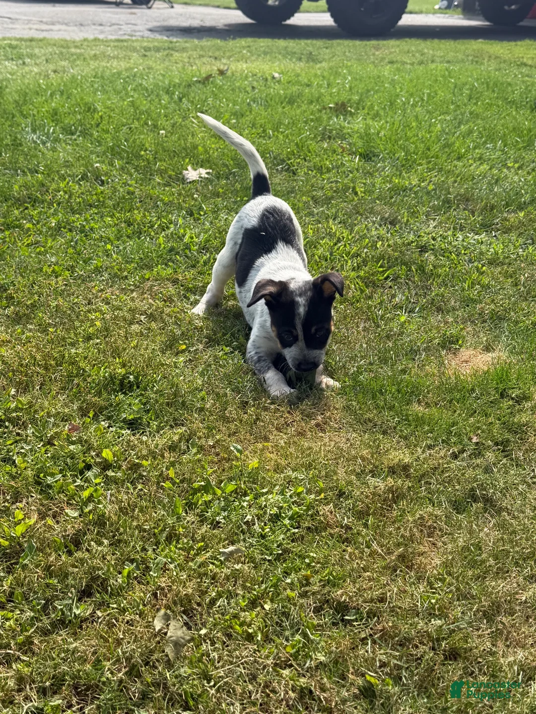 Mixed Breed dogs for sale: Blue Heeler/ Husky  - Ad 1
