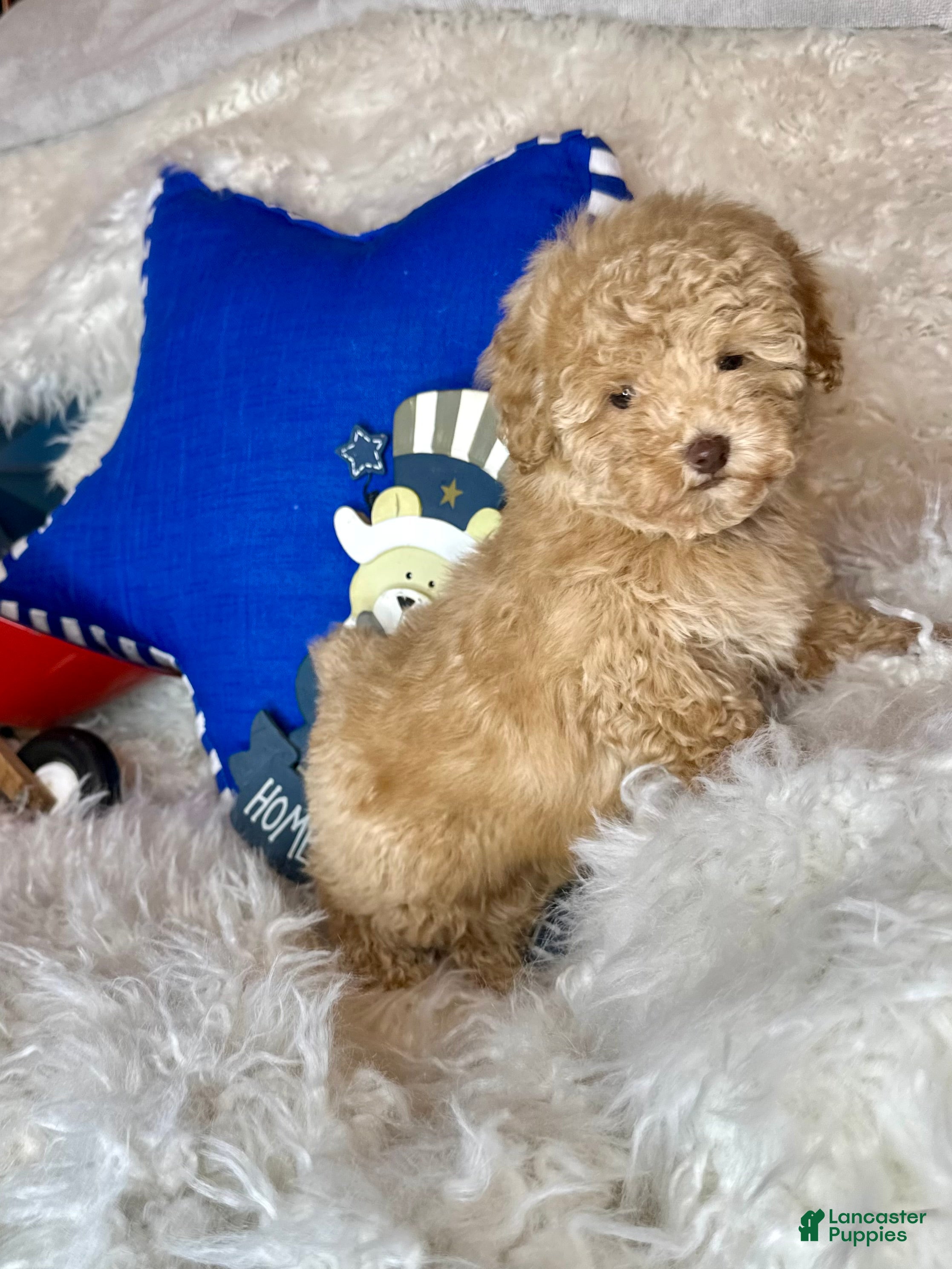 Toy Poodle dogs Yankee-Doodle - Ad 1