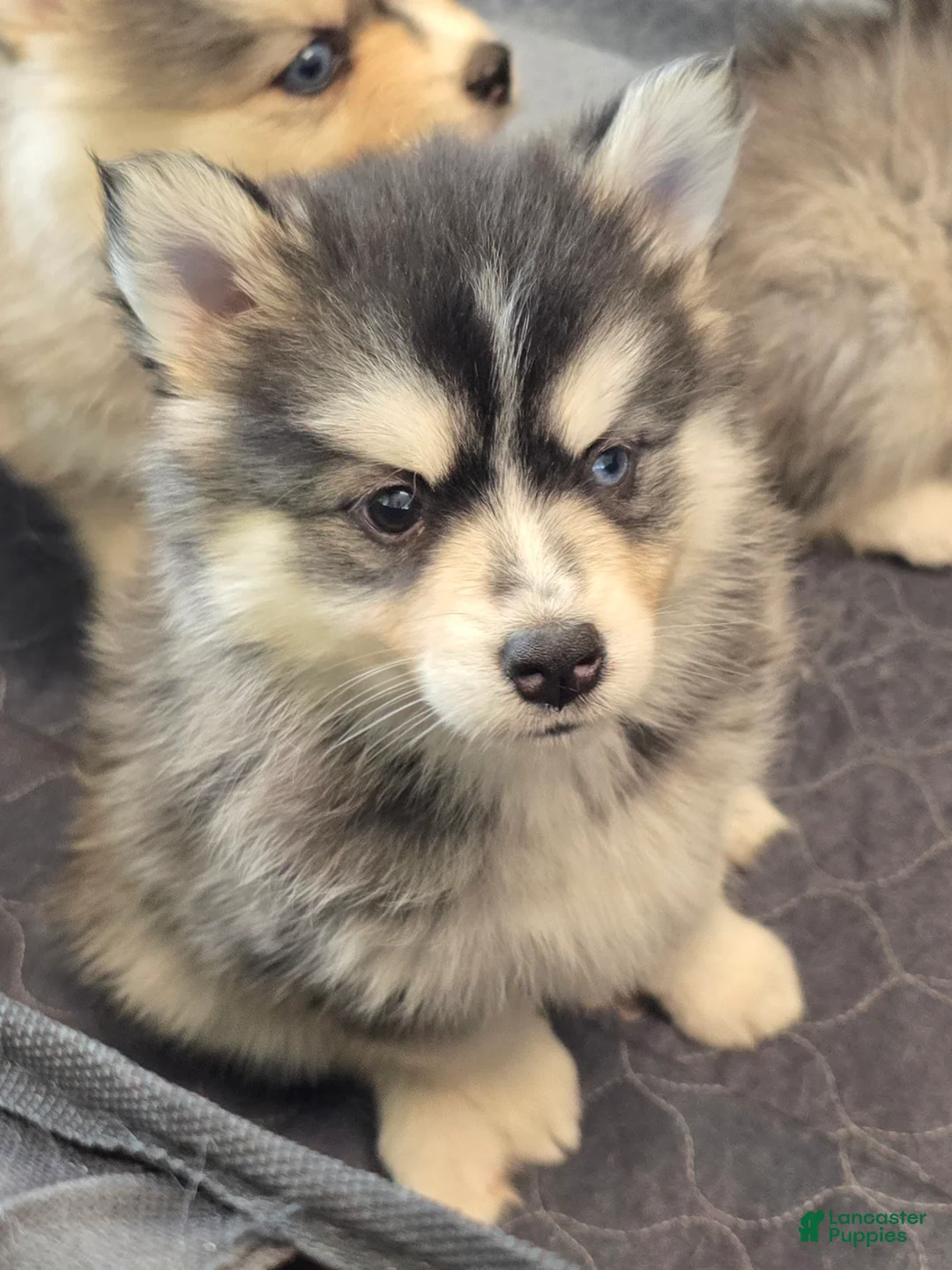 Pomsky dogs for sale: Black mini - Ad 2
