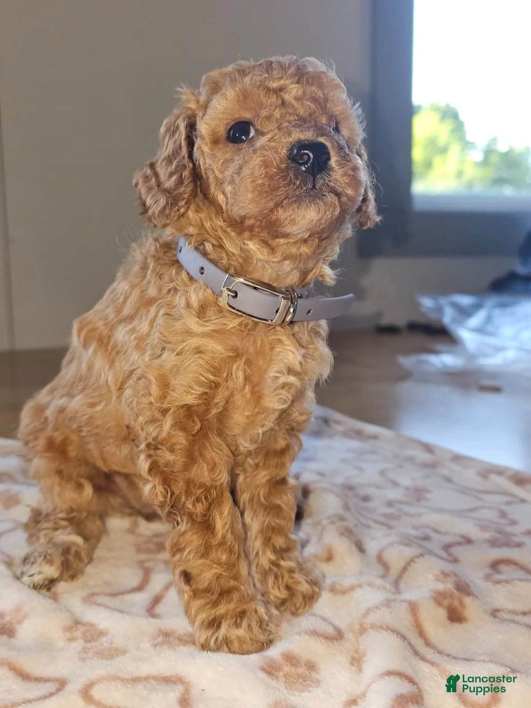 Miniature Poodle dogs for sale: Winnie - Ad 2