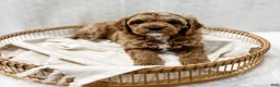 Cavapoo dogs for sale: Reacher - Ad 2