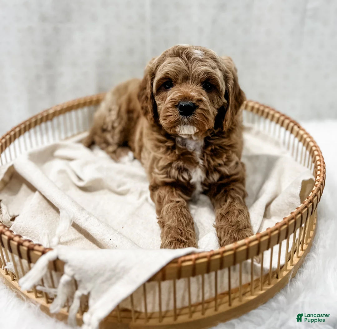 Cavapoo dogs for sale: Reacher - Ad 2