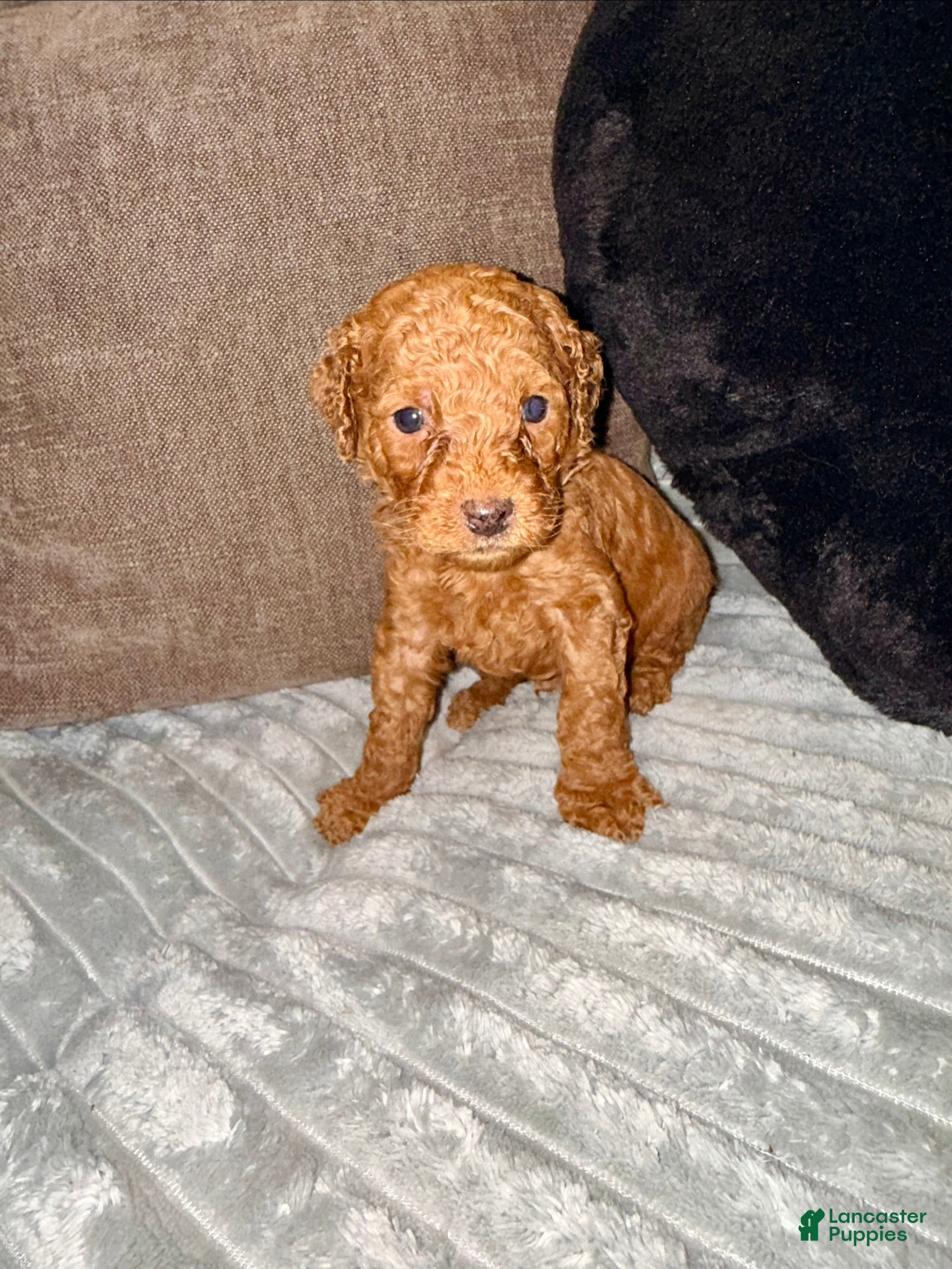 Mixed Breed dogs Mixed Breed Puppy 9 - Ad 19