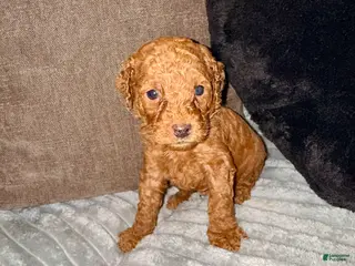 Mixed Breed dogs Mixed Breed Puppy 9 - Ad 6